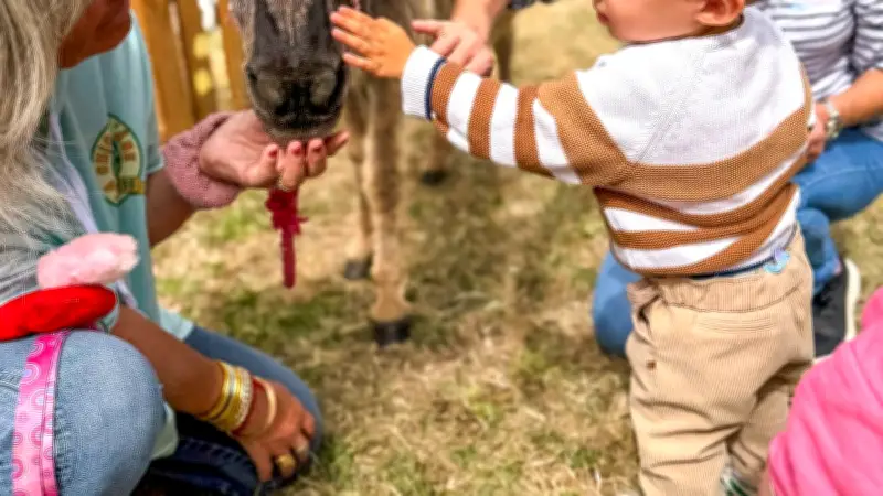 La mini-ferme La Chichoul’Âne ravit les tout-petits à Sérignan