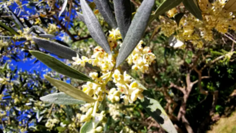 La Picholine, fierté locale de Collias, une variété d'olive unique