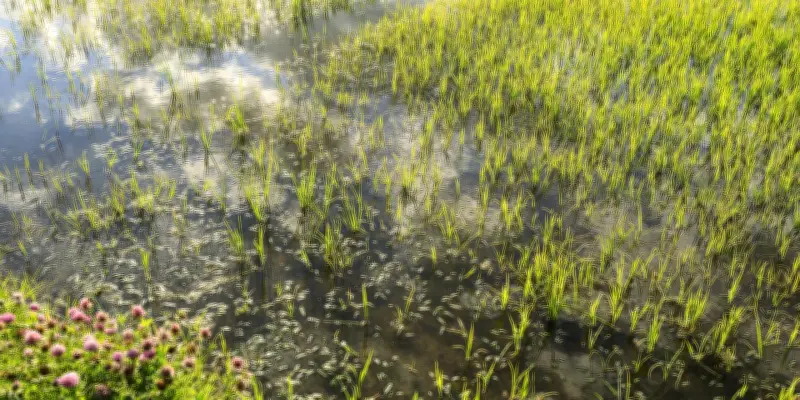 La pluie réveille des graines de riz endormies depuis des siècles