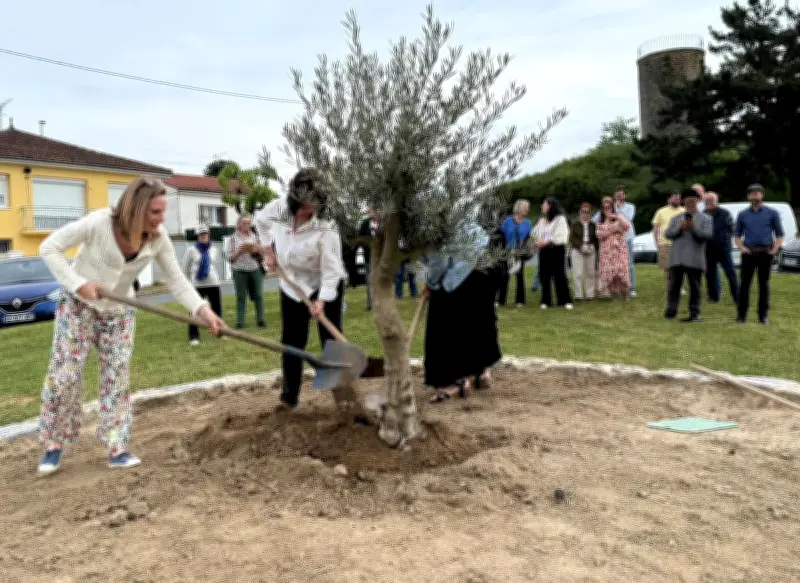 La Réole remplace les pins par des oliviers et un chêne-liège