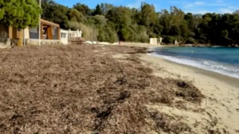 Laisse de mer : un trésor naturel à préserver sur les plages