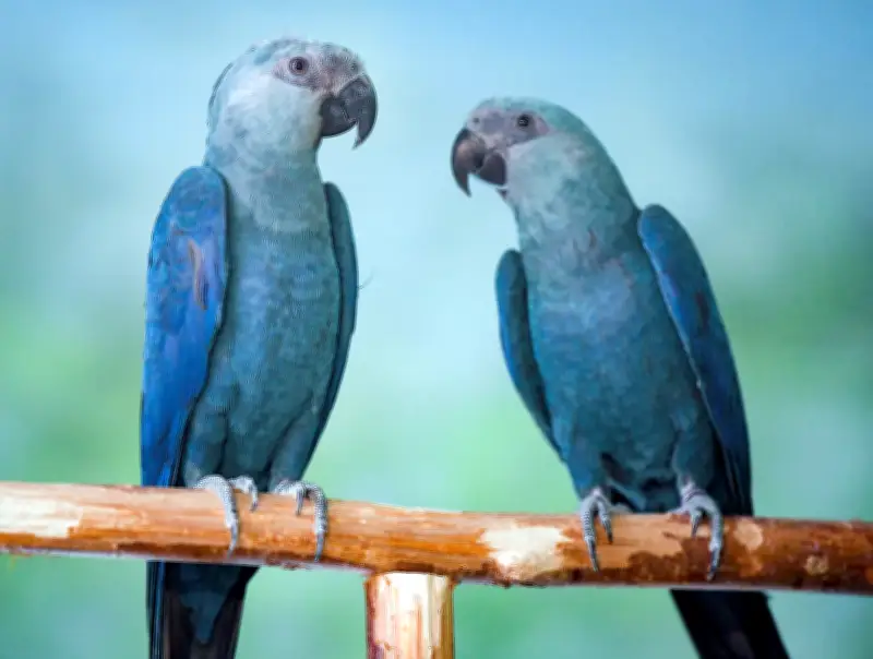 L'ara de Spix menacé d'une seconde extinction dans la nature
