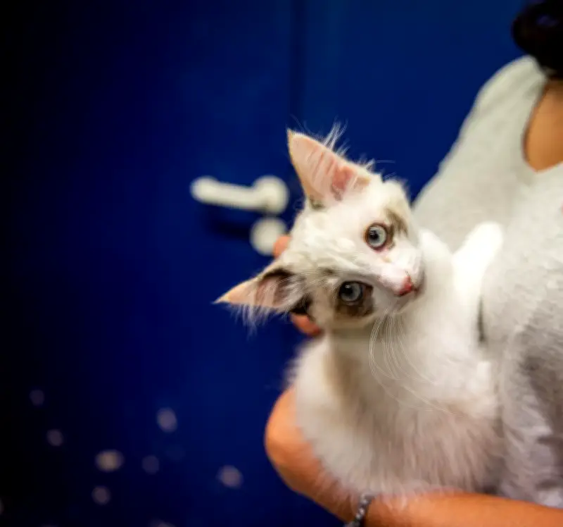 L'association Vénus cherche des familles d'accueil pour chats en Gironde