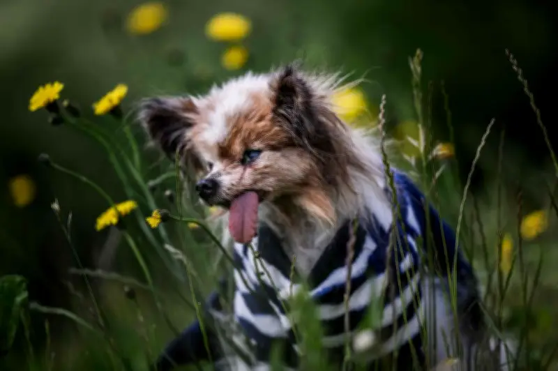 Lazare, le plus vieux chien du monde, s'éteint à 31 ans en Haute-Savoie