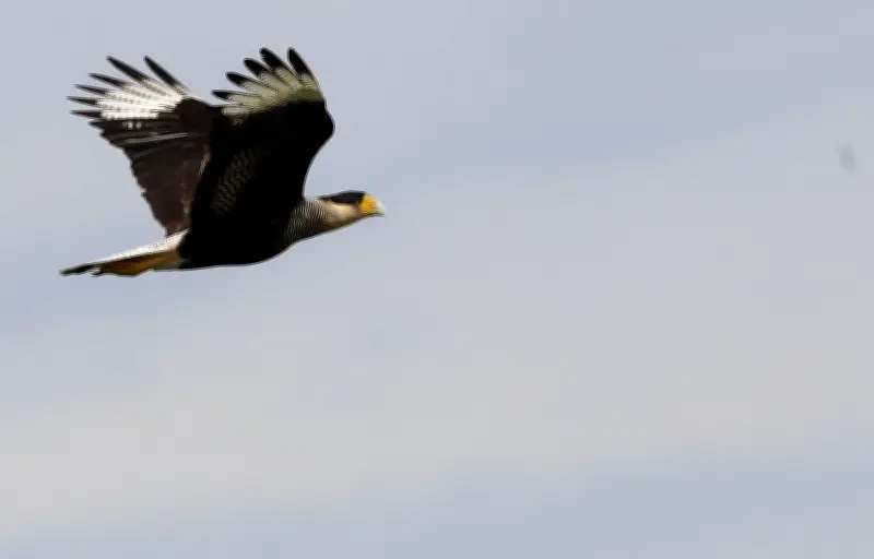 Le caracara de Darwin, un oiseau au cœur d'une alerte sanitaire mondiale