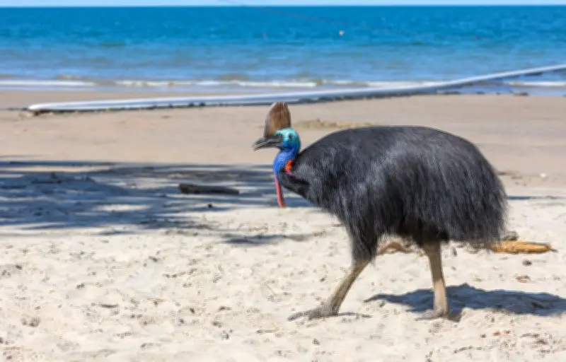 Le casoar, oiseau clé pour la dispersion des graines en forêt tropicale