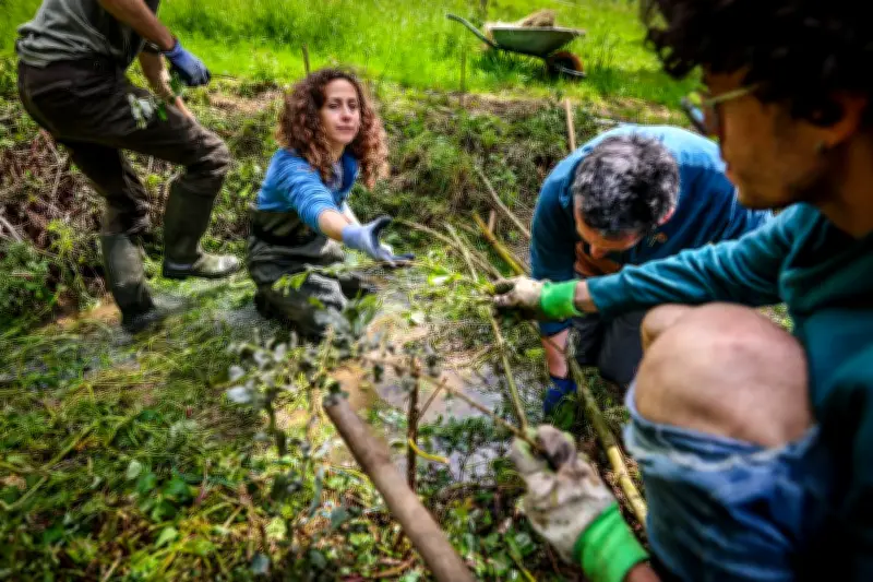 Le castor, ingénieur hydrologue, inspire la régénération des cours d'eau