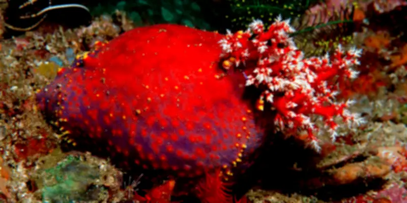 Le concombre de mer invente des tissus immortels