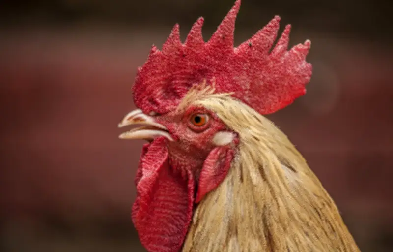 Le coq Kiki peut continuer à chanter : la cour d'appel de Dijon déboute les plaignants