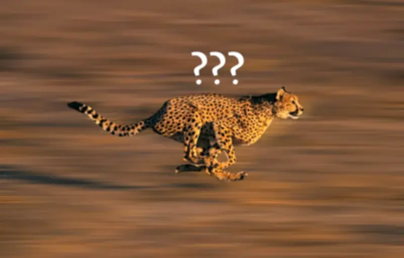Le guépard n'est pas l'animal le plus rapide : découvrez les vrais champions