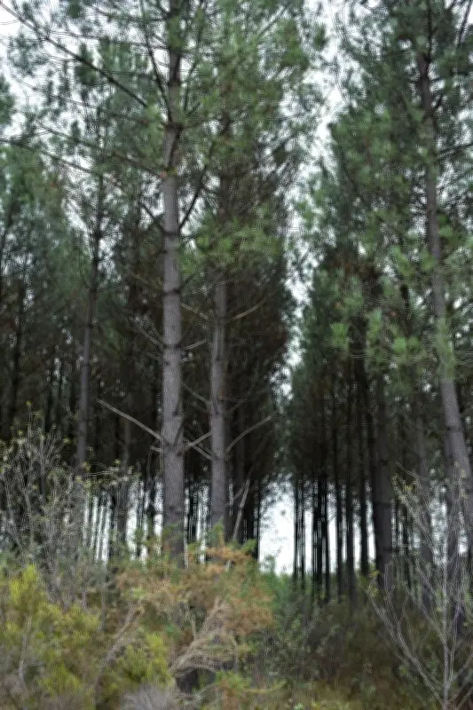 Le Pian-Médoc lance un club nature pour préserver son patrimoine