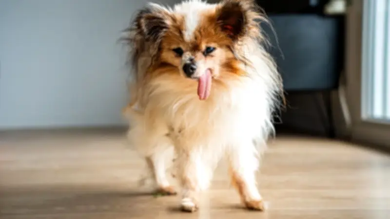 Le plus vieux chien du monde, Lazare, s'éteint en Haute-Savoie à 30 ans