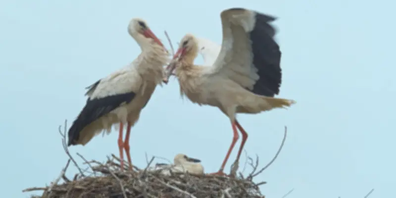 Le Sacre du printemps sur France TV : la nature en spectacle