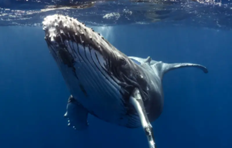 Les chants des baleines à bosse : une culture acoustique fascinante