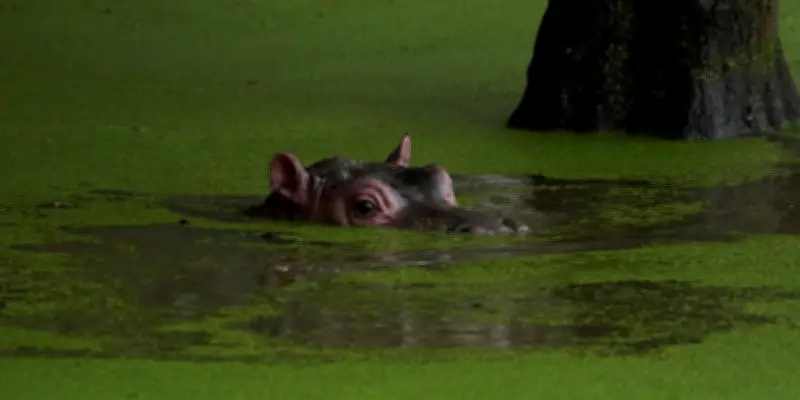Les hippopotames d'Escobar : menace pour la Colombie
