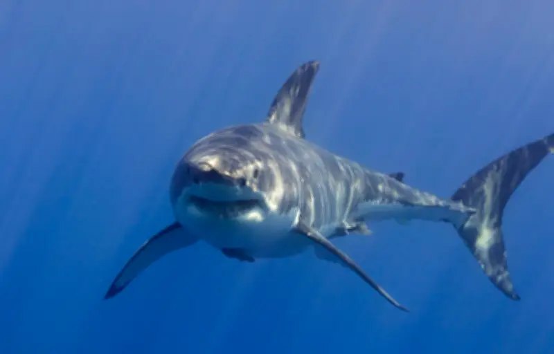 Les requins et éléphants : des sens cachés qui défient l'imagination