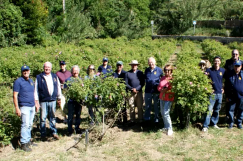 Les rotariens varois relancent la cueillette de la rose de mai