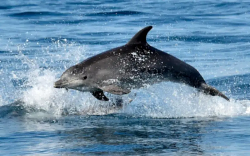 Îles Salomon : retour de l'interdiction d'exporter des dauphins