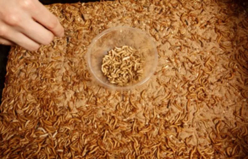 Élevage d'insectes : rentabilité en question après la liquidation d'Ynsect
