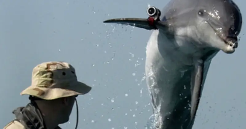 L'Iran menace d'utiliser des dauphins kamikazes dans le détroit d'Ormuz