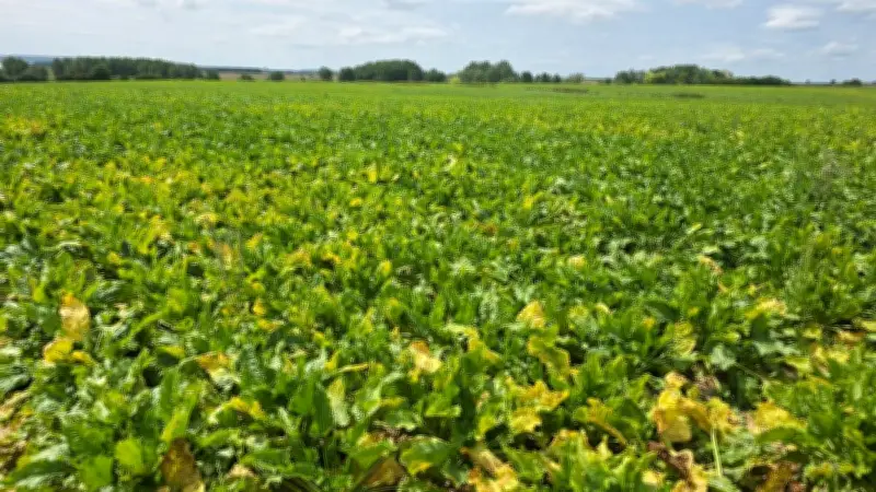 Loi d'urgence agricole : l'acétamipride de retour au Parlement