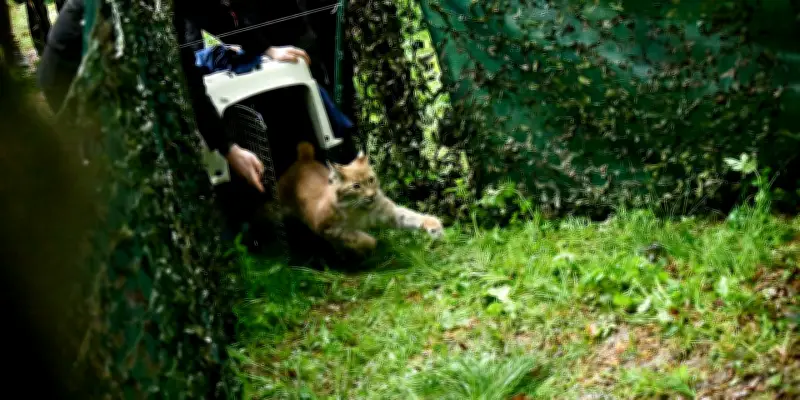Lynx orphelins relâchés : la bataille pour maintenir le félin en France