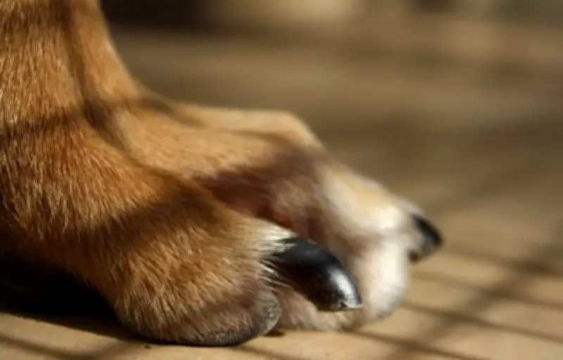 Lyon : un restaurant gastronomique pour chiens ouvre ses portes