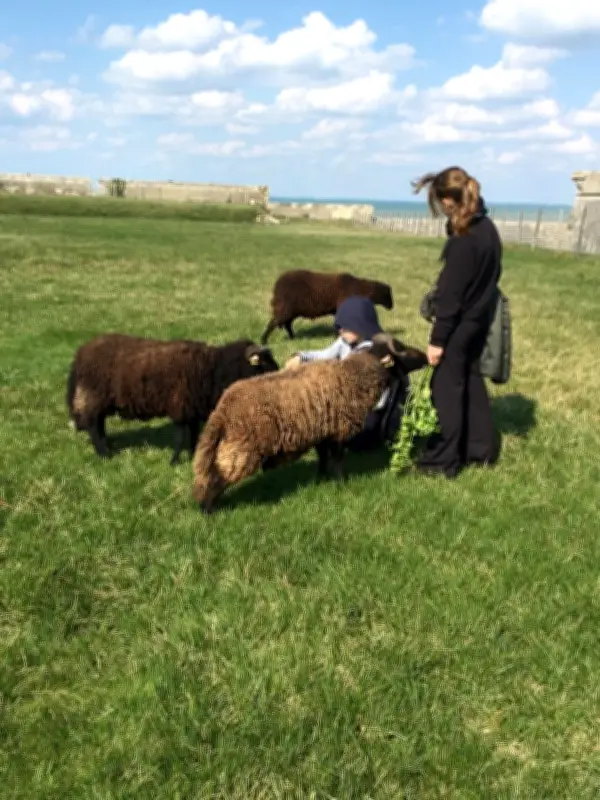 Macadam Mouton retire ses moutons après deux incidents canins