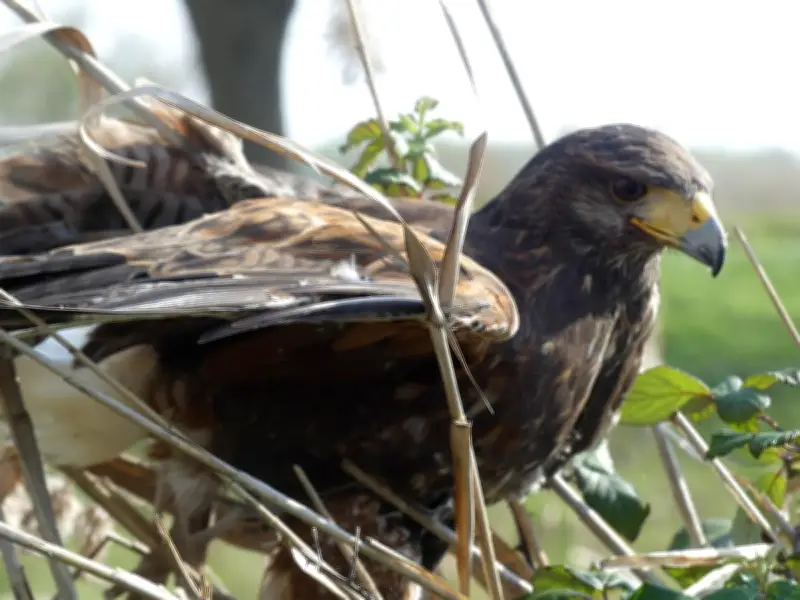 Mai aux oiseaux : animations Natura 2000 dans l'Estuaire