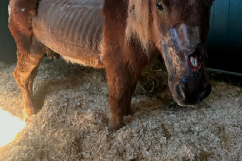 Maltraitance animale dans le Var : le poney Obélix aura-t-il justice ?