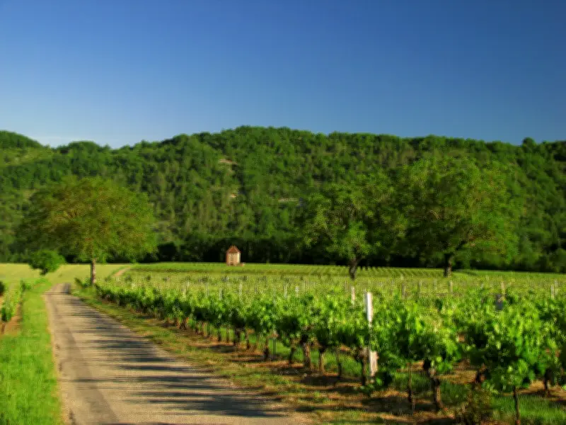 Marathon des vignobles de Cahors : plus de 1000 participants attendus le 31 mai