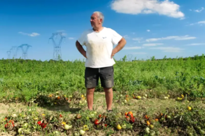 Marco, le maraîcher qui cultive sans eau ni pesticides depuis 30 ans