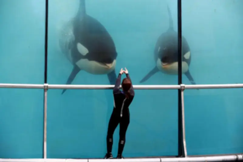 Marineland d'Antibes : transfert des orques et dauphins vers l'Espagne avant fin juin
