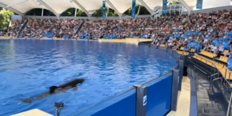 Marineland d'Antibes veut envoyer ses orques et dauphins en Espagne