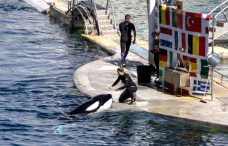 Marineland : le transfert controversé des orques et dauphins vers l'Espagne se précise