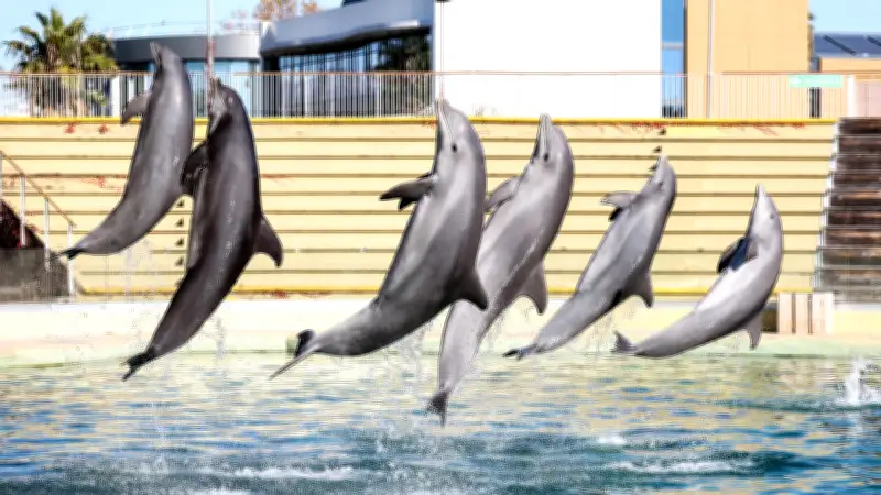 Marineland vise un transfert de ses orques et dauphins en Espagne