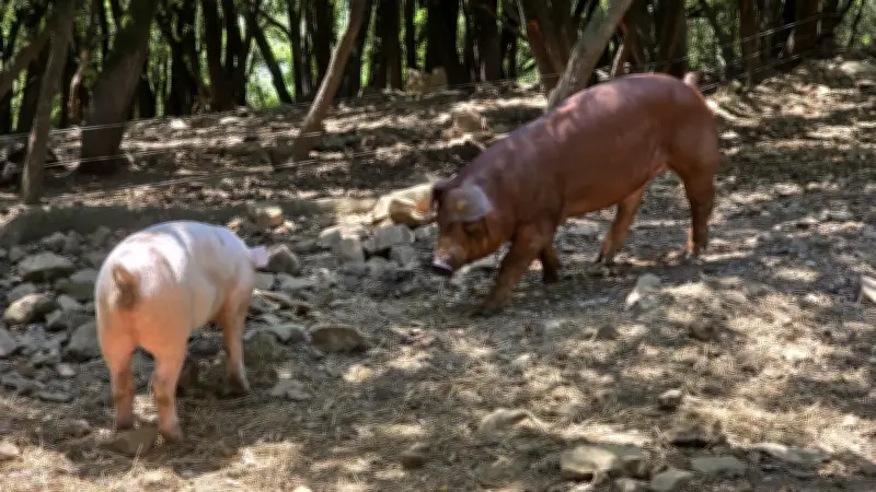 Mas del Fray : succès pour le repas à la ferme avec les cochons des Cévennes