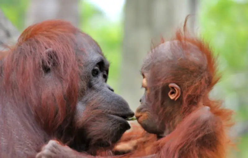 Maternité animale : de l'araignée dévorée à l'orang-outan patient