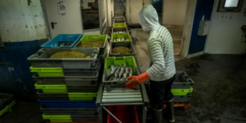 Méditerranée : des poissons trop petits toujours vendus dans les criées