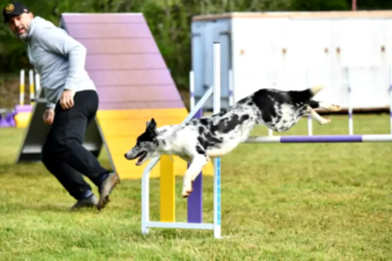 Monaco Dogs School : Tam et ses compagnons brillent en agility à Garéoult