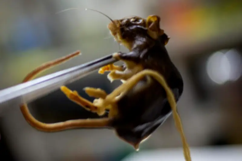 Monaco rassurant sur l'hantavirus malgré des décès sur un navire de croisière