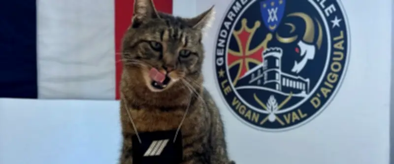 Moustache, le chat gendarme star des réseaux sociaux au Vigan