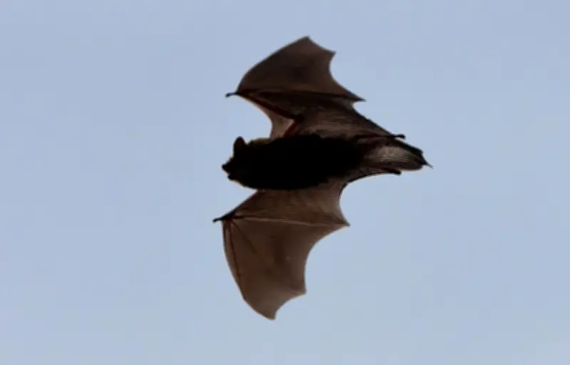 Moustiques : la chauve-souris, alliée naturelle pour les réguler