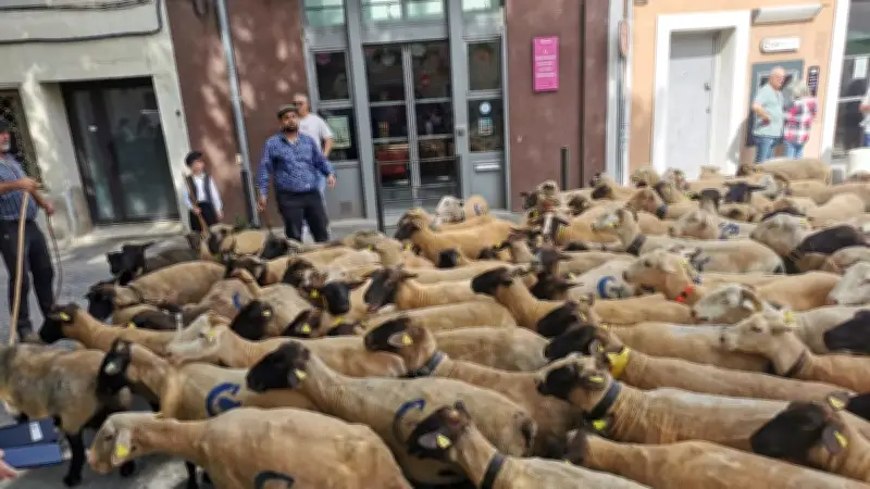 Moutons et brebis en vedette sur la place Saint-Jean à Lansargues