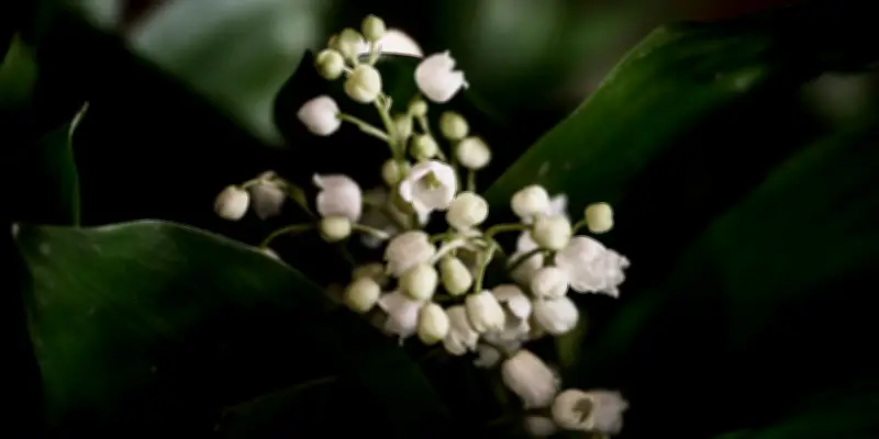 Muguet du 1er mai : sous ses clochettes blanches, un poison redoutable