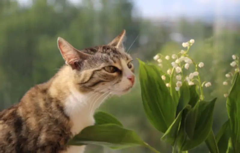 Muguet du 1er mai : une plante festive mais toxique pour les animaux