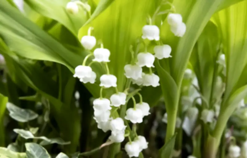 Muguet toxique pour animaux : symptômes et gestes d'urgence
