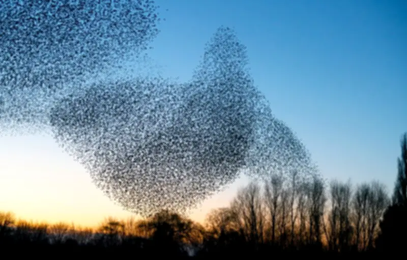 Murmurations d'étourneaux : une coordination collective sans chef