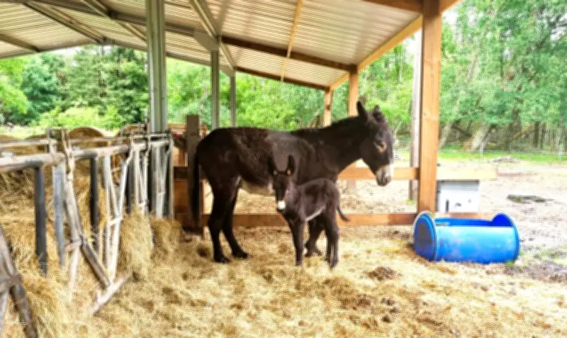 Naissance d'un ânon noir du Berry à la Ferme des Moquets de Donnezac