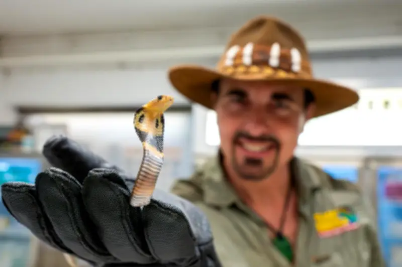 Naissance exceptionnelle de 33 bébés cobras à monocle en Charente-Maritime